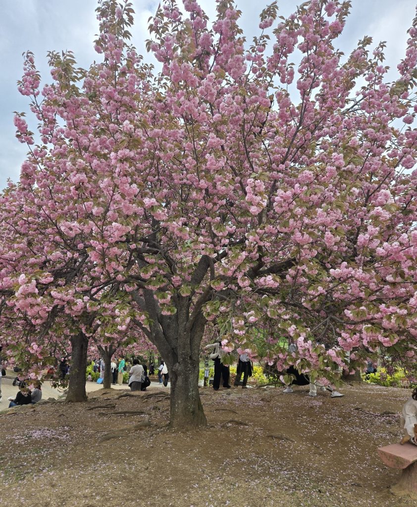 Deep-pink double cherry blossoms in full bloom in Gyeongju, South Korea, in late April
